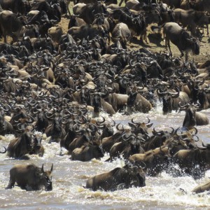 Serengeti with Wayne Williamson
