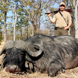 Cape Buffalo