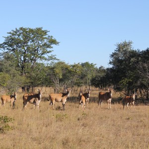 Livingstone Eland