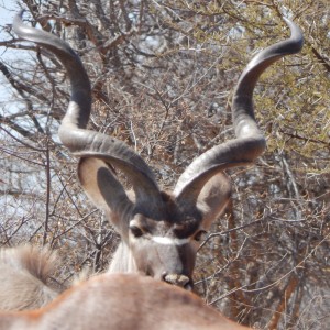 Kudu