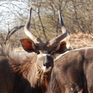 Nyala