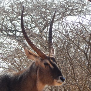 Waterbuck