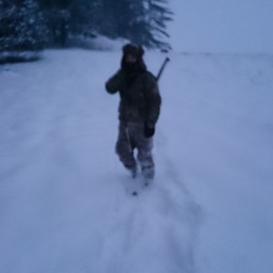 Snowy coyote hunt