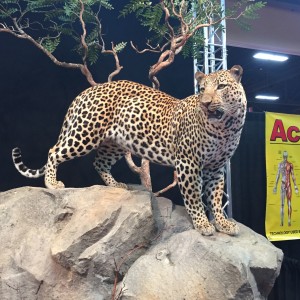 Taxidermy at Safari Club International Convention