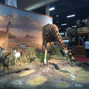 Taxidermy at Safari Club International Convention