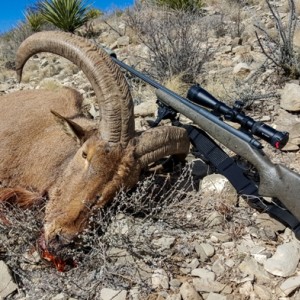 Barbary ram and my rifle