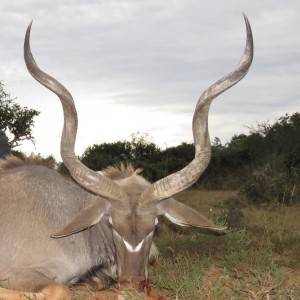 Kudu