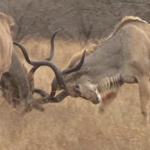 Kudu bulls spar