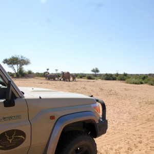 Elephants at the Waterhole