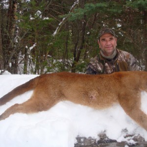 Mountain Lion Hunt