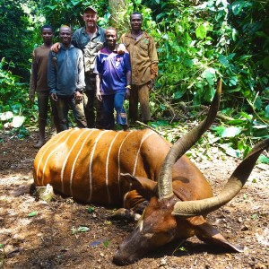 Bongo hunting in Congo