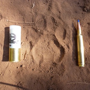 Africa 2013, Leopard track between 12 gauge and 300 Wby