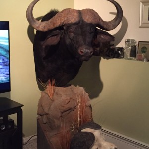 Cape Buffalo Pedestal