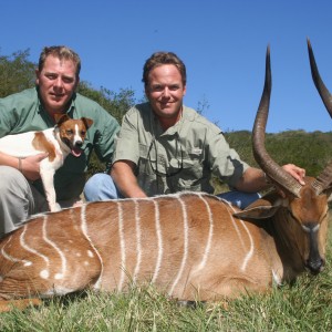 29" Nyala Bull with female colouration