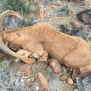 Barbary Sheep Hunt