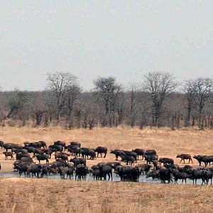 Panorama of large herd of Buffalo.....