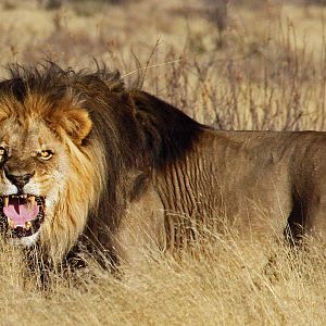 Wild Kalahari Lion..........