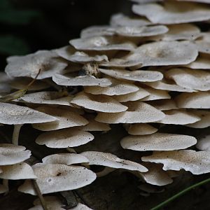 Mushroom Congo