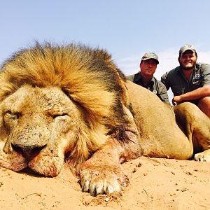 Hunting Lion South Africa