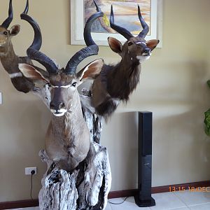 Kudu,  Nyala and Bushbuck Pedestal