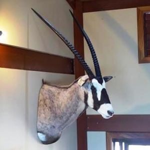 Oryx Shoulder Mount