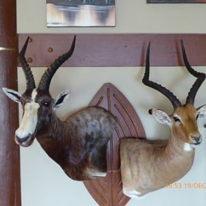 Impala & Blesbuck Shield Mount