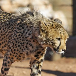 Cheetah