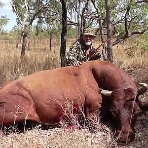 Australian Scrub Bull Traditional Bow Hunt