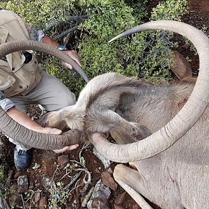 Unusual Kudu Trophy