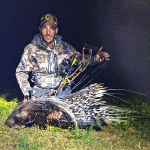 Bowhunting Porcupine