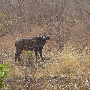 West African Savannah Buffalo Benin