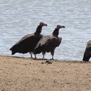 Lappet-faced Vulture pair