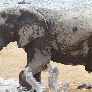 Elephant Etosha National Park Namibia