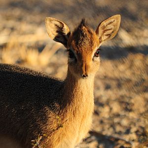 Damara Dik-Dik Namibia