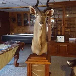 Kudu Pedestal Taxidermy