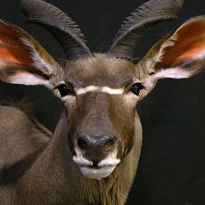 Kudu Shoulder Mount Taxidermy Close Up