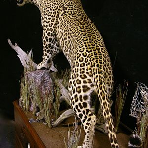 Leopard With Custom Base Taxidermy