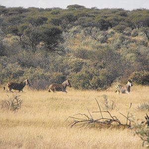 Terrain and sightings Hartzview Hunting Safaris Zebra