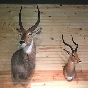 Waterbuck & Impala Shoulder Mount Taxidermy