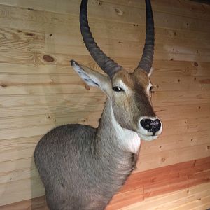 Waterbuck Shoulder Mount Taxidermy