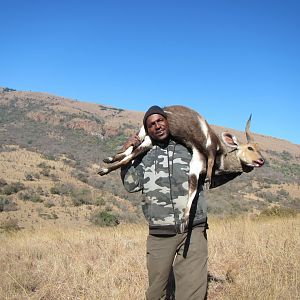 Hunting Bushbuck