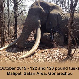 Hunting Elephant - 122 & 120 Pound Tusks