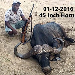 Hunting 45 Inch Buffalo