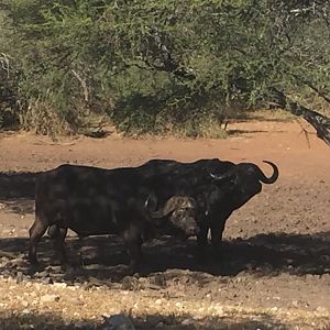 Cape Buffalo South Africa