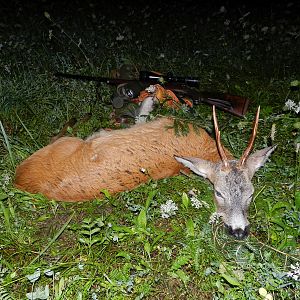SLovenia Roe Buck Hunting