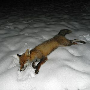Slovenia Fox Hunt