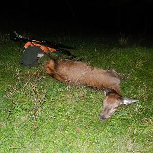 Red Stag Hunt Slovenia