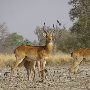 Kob Wildlife Benin