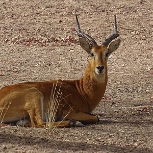 Kob Wildlife Benin