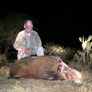 South Africa Bushpig  Hunting